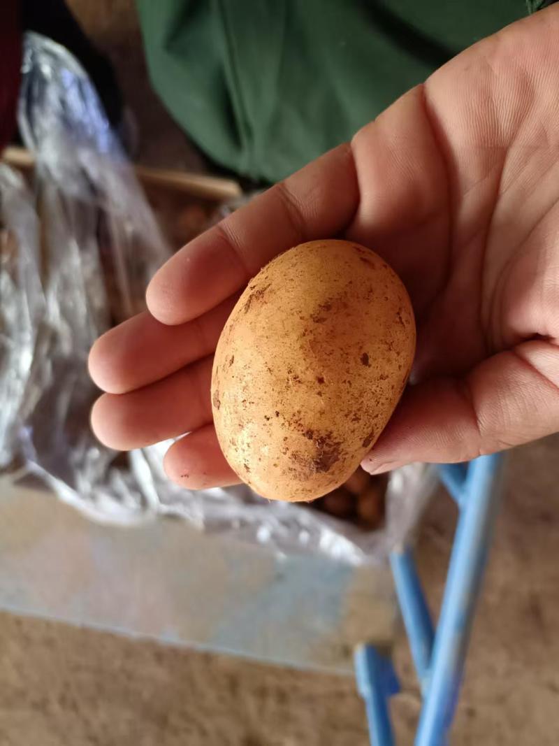 精品黄心小土豆货源充足量大从优质量保证欢迎咨询