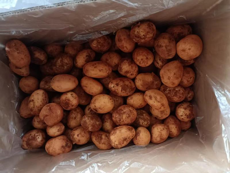 精品黄心小土豆货源充足量大从优质量保证欢迎咨询