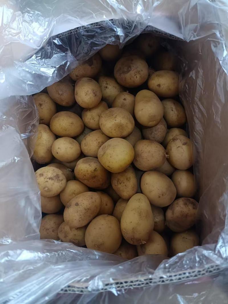 精品黄心小土豆货源充足量大从优质量保证欢迎咨询
