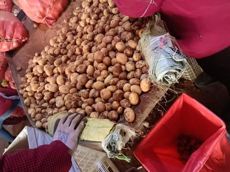 精品黄心小土豆货源充足量大从优质量保证欢迎咨询