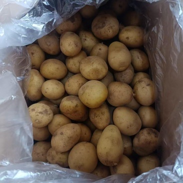 精品黄心小土豆货源充足量大从优质量保证欢迎咨询