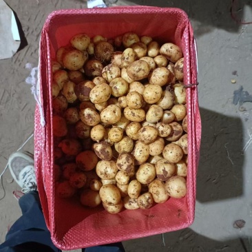 精品黄心小土豆对接全国量大从优质量保证欢迎咨询