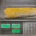速冻甜糯玉米量大从优保质保量一条龙服务欢迎来电