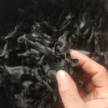 福建海带结