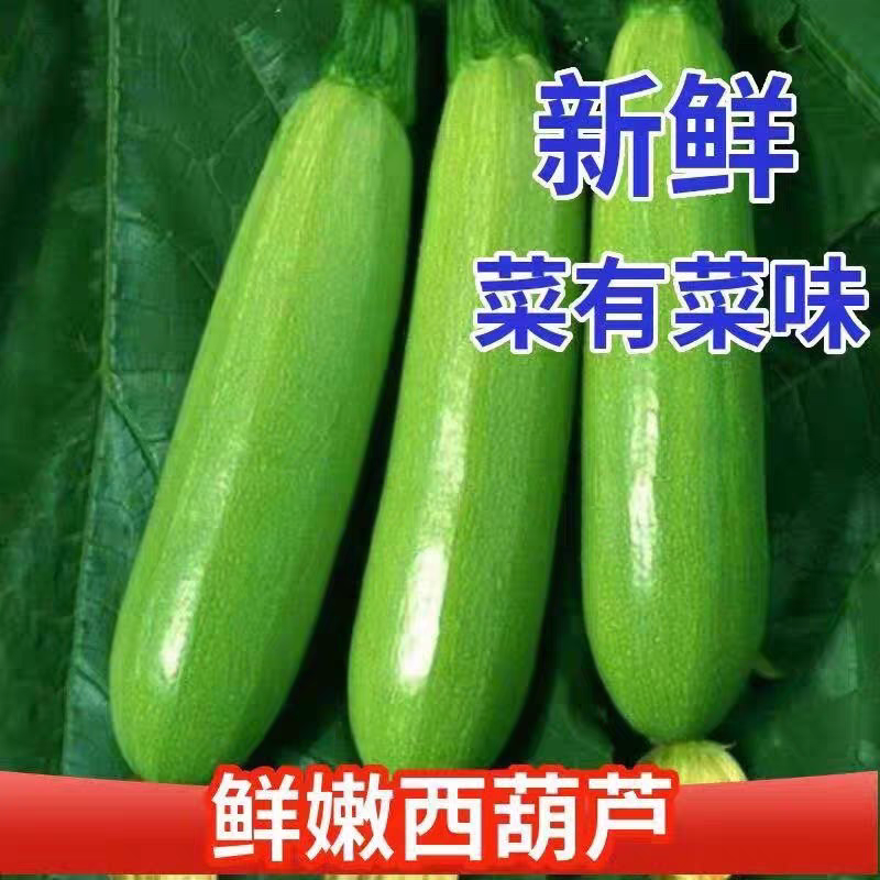 费县精品绿皮西葫芦基地种植货源充足稳定质量优良对接全国