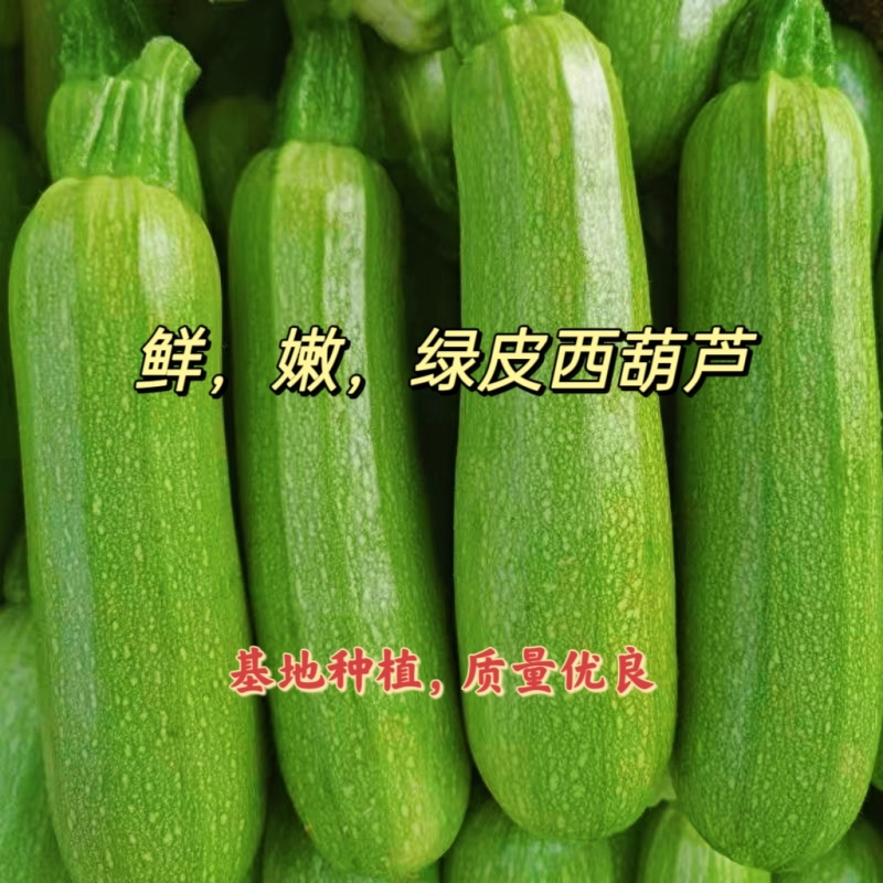 费县精品绿皮西葫芦基地种植货源充足稳定质量优良对接全国