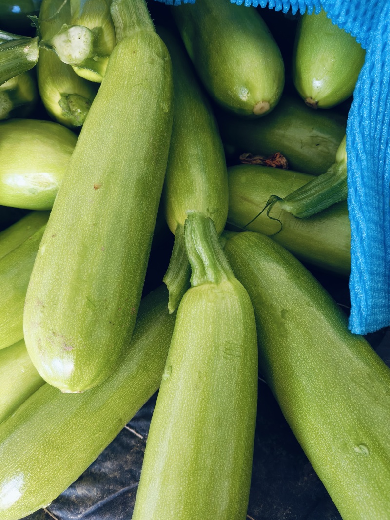 费县精品绿皮西葫芦基地种植货源充足稳定质量优良对接全国