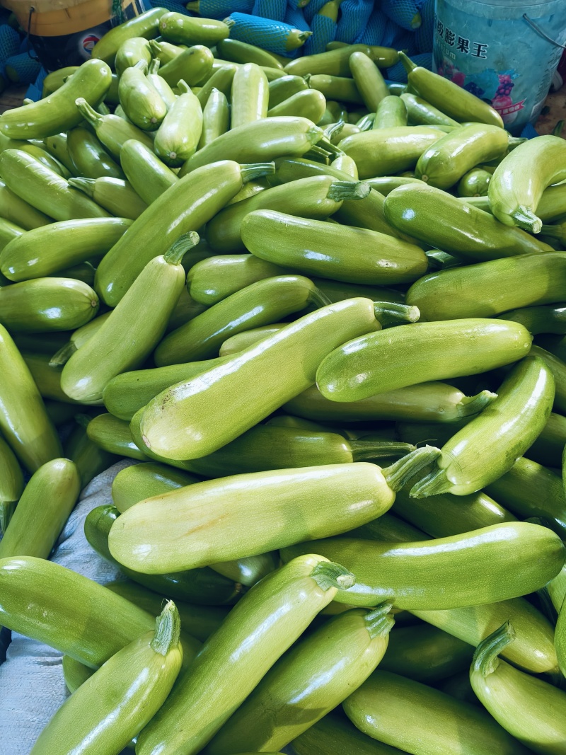 费县精品绿皮西葫芦基地种植货源充足稳定质量优良对接全国