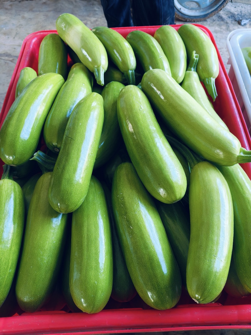 费县精品绿皮西葫芦基地种植货源充足稳定质量优良对接全国