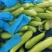 费县精品绿皮西葫芦基地种植货源充足稳定质量优良对接全国