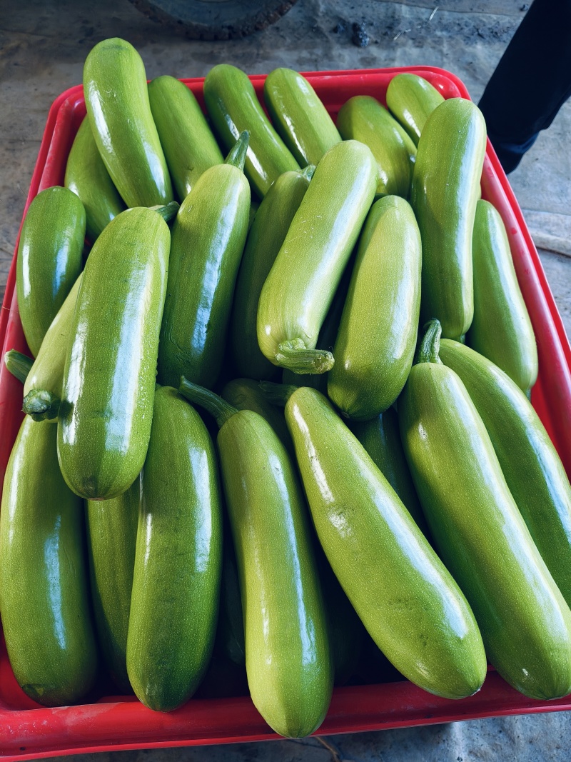 费县精品绿皮西葫芦基地种植货源充足稳定质量优良对接全国