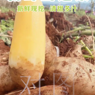 云南天山雪莲果