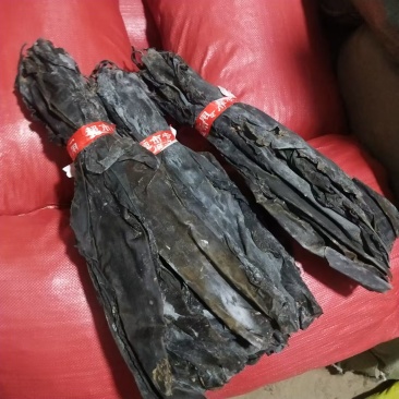 福建特级海带头45cm到50cm