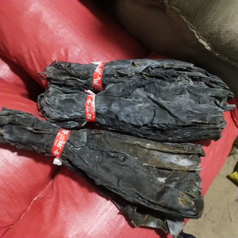 福建特级海带头45cm到50cm