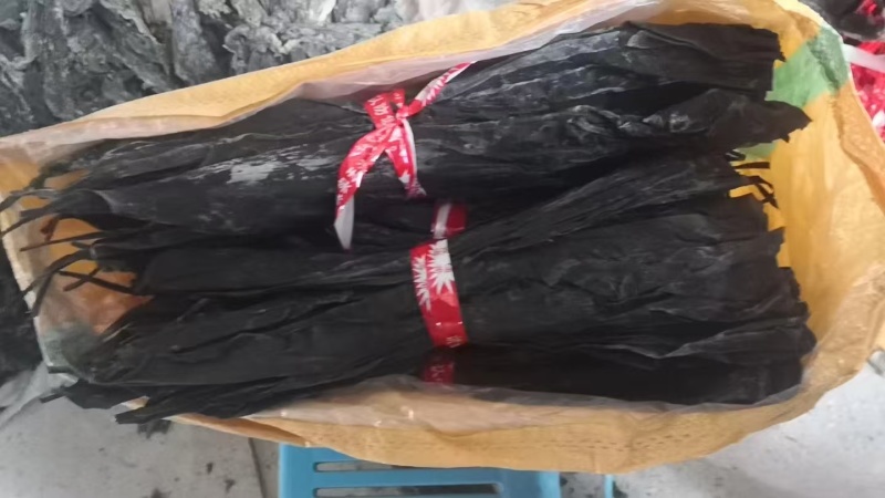福建特级海带头45cm到50cm