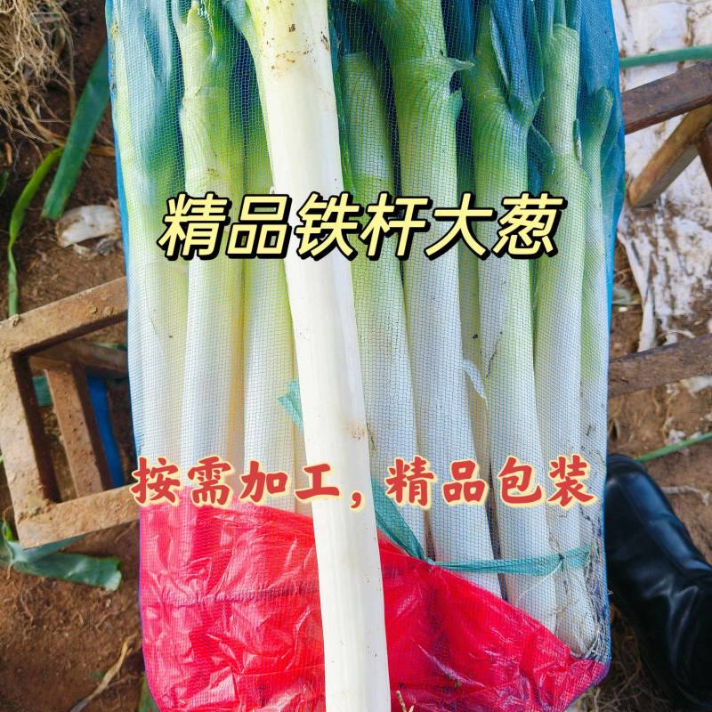 山东精品铁杆大葱葱白40质量优良基地种植货源充足稳定。