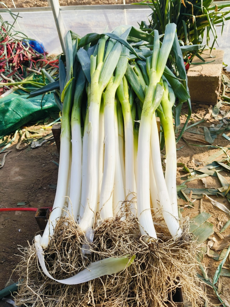 山东精品铁杆大葱葱白40质量优良基地种植货源充足稳定。