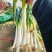山东精品铁杆大葱葱白40质量优良基地种植货源充足稳定。