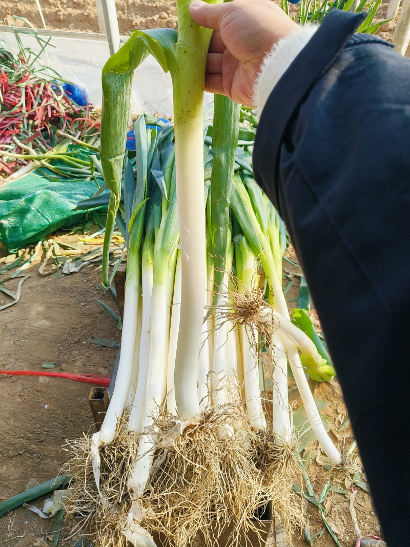 山东精品铁杆大葱葱白40质量优良基地种植货源充足稳定。
