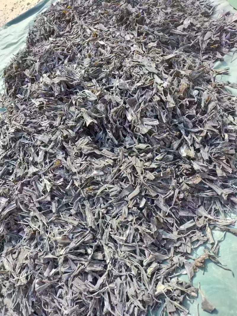 福建海带头