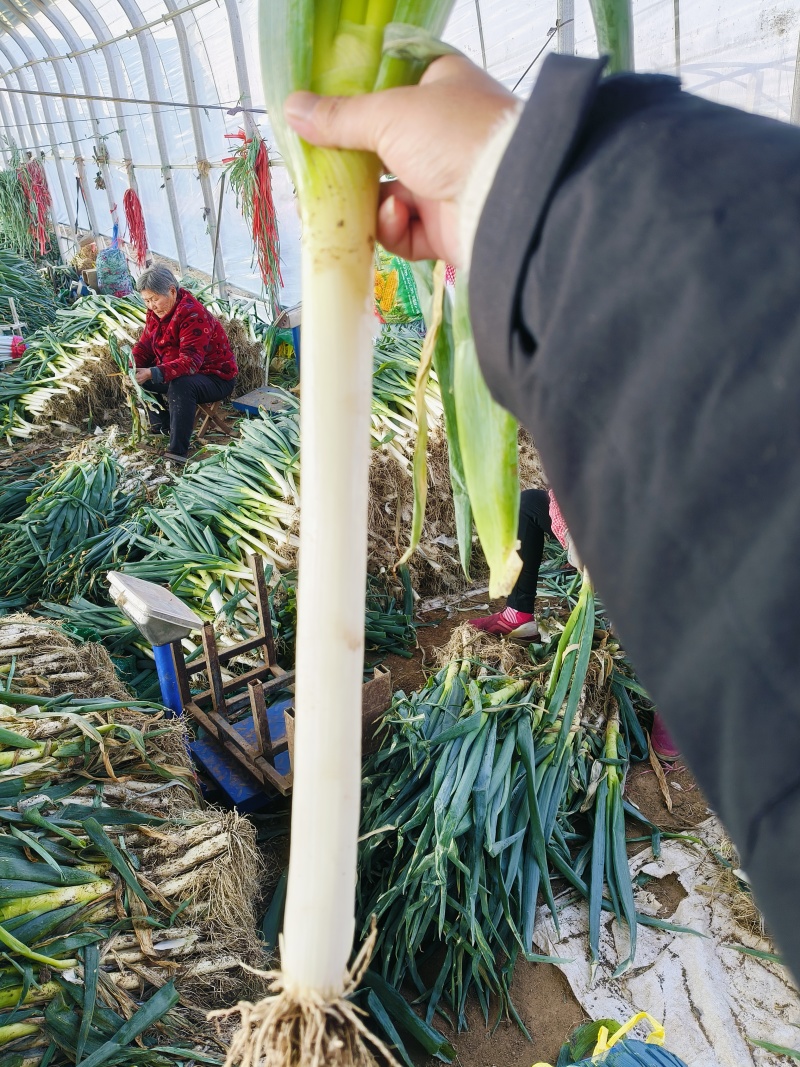 山东精品铁杆大葱葱白40质量优良基地种植货源充足稳定。