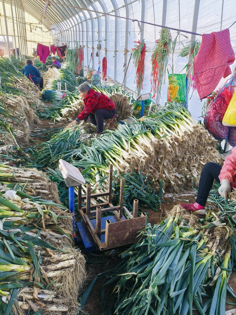 山东精品铁杆大葱葱白40质量优良基地种植货源充足稳定。