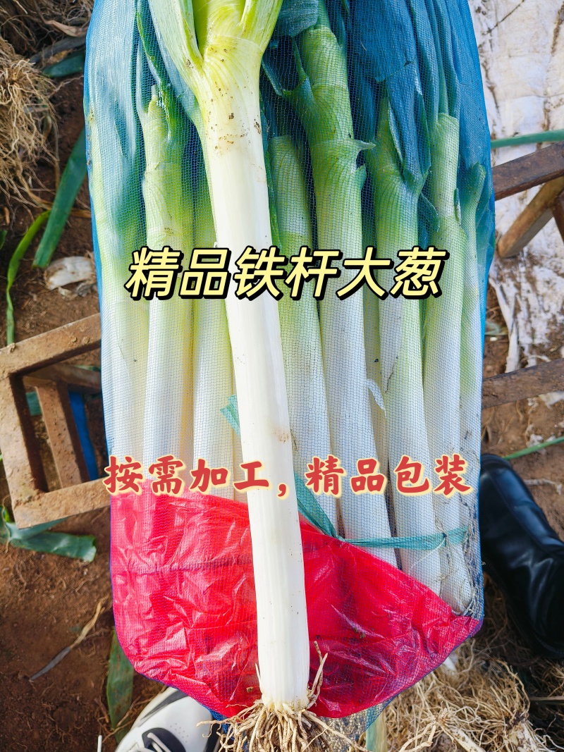 山东精品铁杆大葱葱白40质量优良基地种植货源充足稳定。