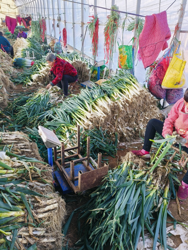 山东精品铁杆大葱葱白40质量优良基地种植货源充足稳定。