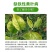 鳌合铁，铁肥，预防黄叶褐色斑点和坏组织