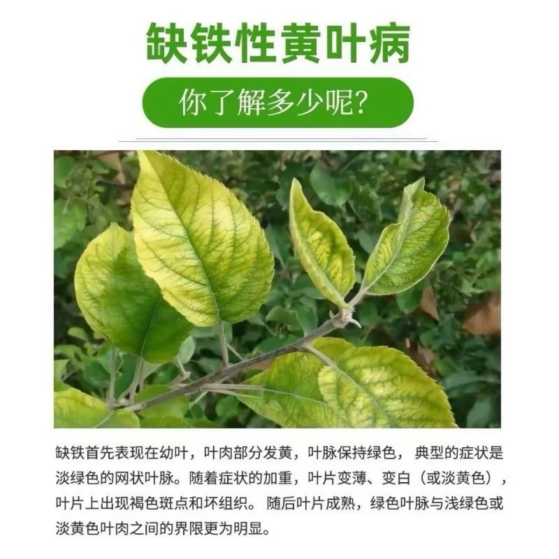 鳌合铁，铁肥，预防黄叶褐色斑点和坏组织