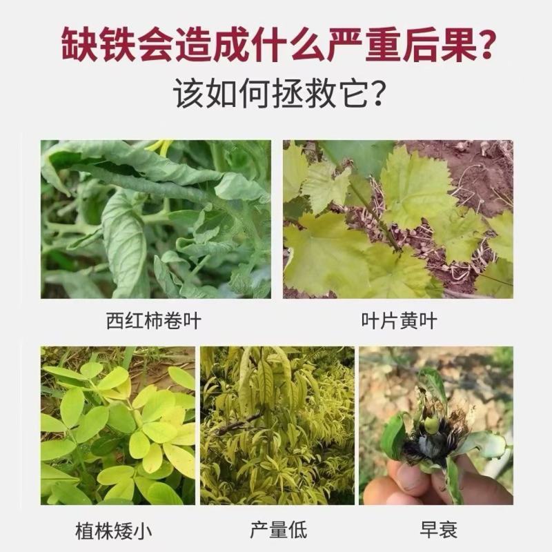 鳌合铁，铁肥，预防黄叶褐色斑点和坏组织