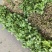 【推荐】江苏甘蓝圆包菜大量上市基地直发价格优惠欢迎来电
