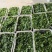 【推荐】江苏甘蓝圆包菜大量上市基地直发价格优惠欢迎来电