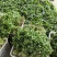 【推荐】江苏甘蓝圆包菜大量上市基地直发价格优惠欢迎来电