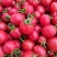 广东电白千禧圣女果大量上市，欢迎商超，团购，市场来电定购