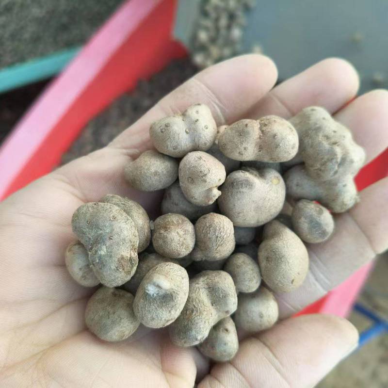 麻山药豆
