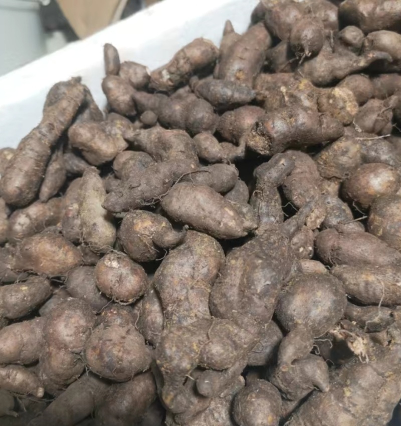 新鲜三叶青上市产地直供价格优惠品质保证欢迎来电