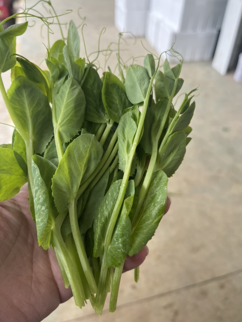 豌豆尖