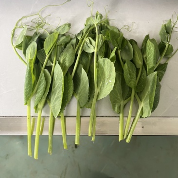 豌豆尖
