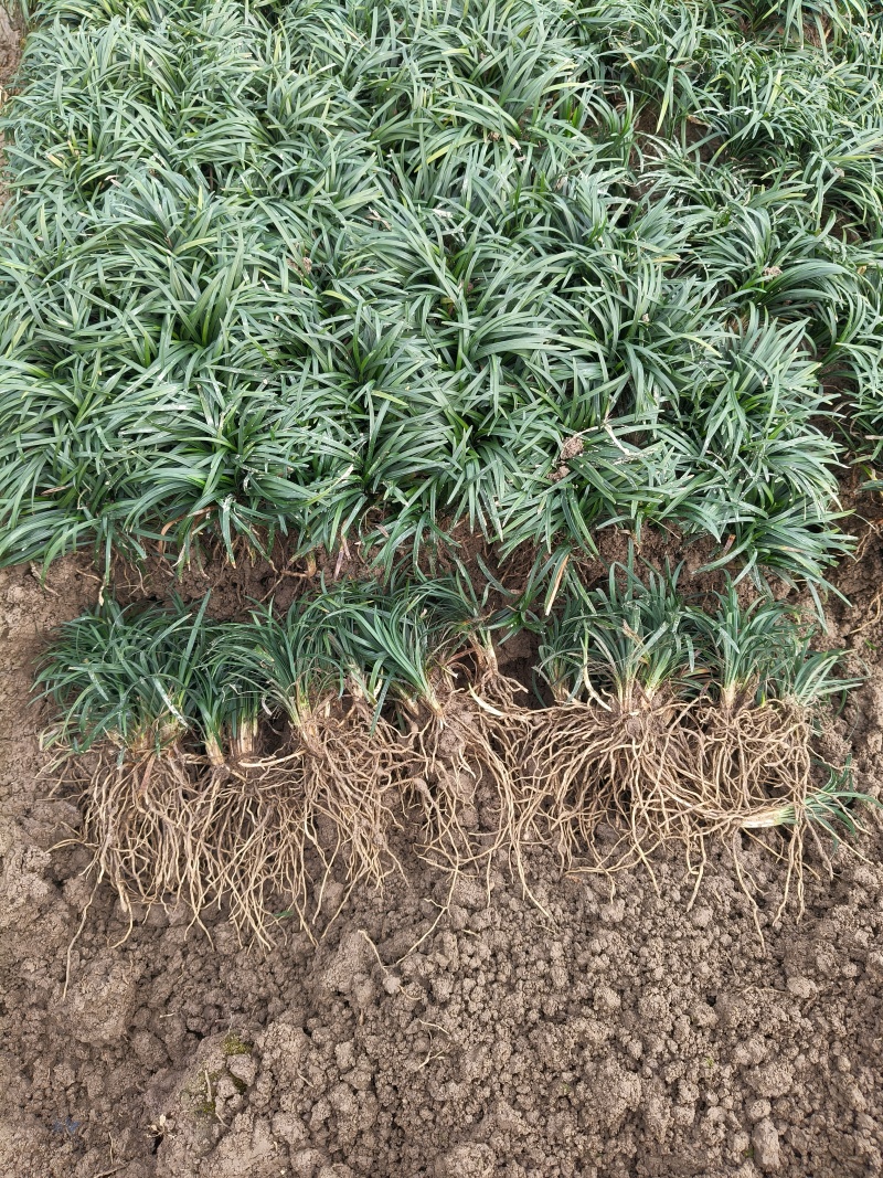 日本矮麦冬，基地有量，价格优惠，欢迎来一亩田订购。