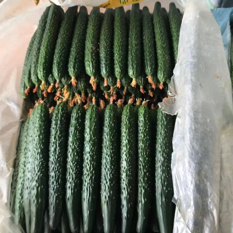 精品密刺短把黄瓜