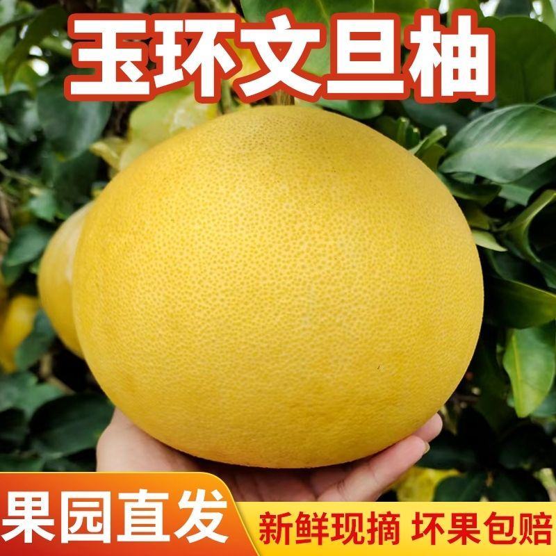 浙江玉环薄皮大果文旦柚新鲜应季当季大又甜白心文旦柚包邮