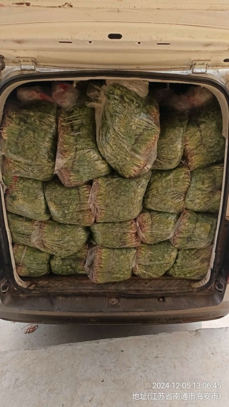 大叶香菜，品质保证，现摘现发，大量有货，欢迎选购