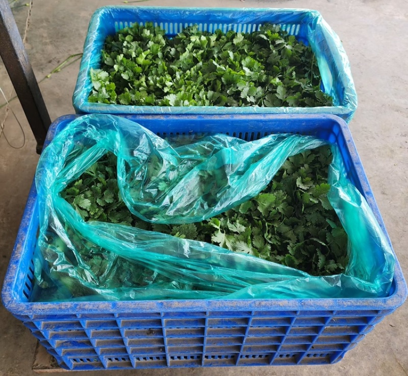 大叶香菜，品质保证，现摘现发，大量有货，欢迎选购