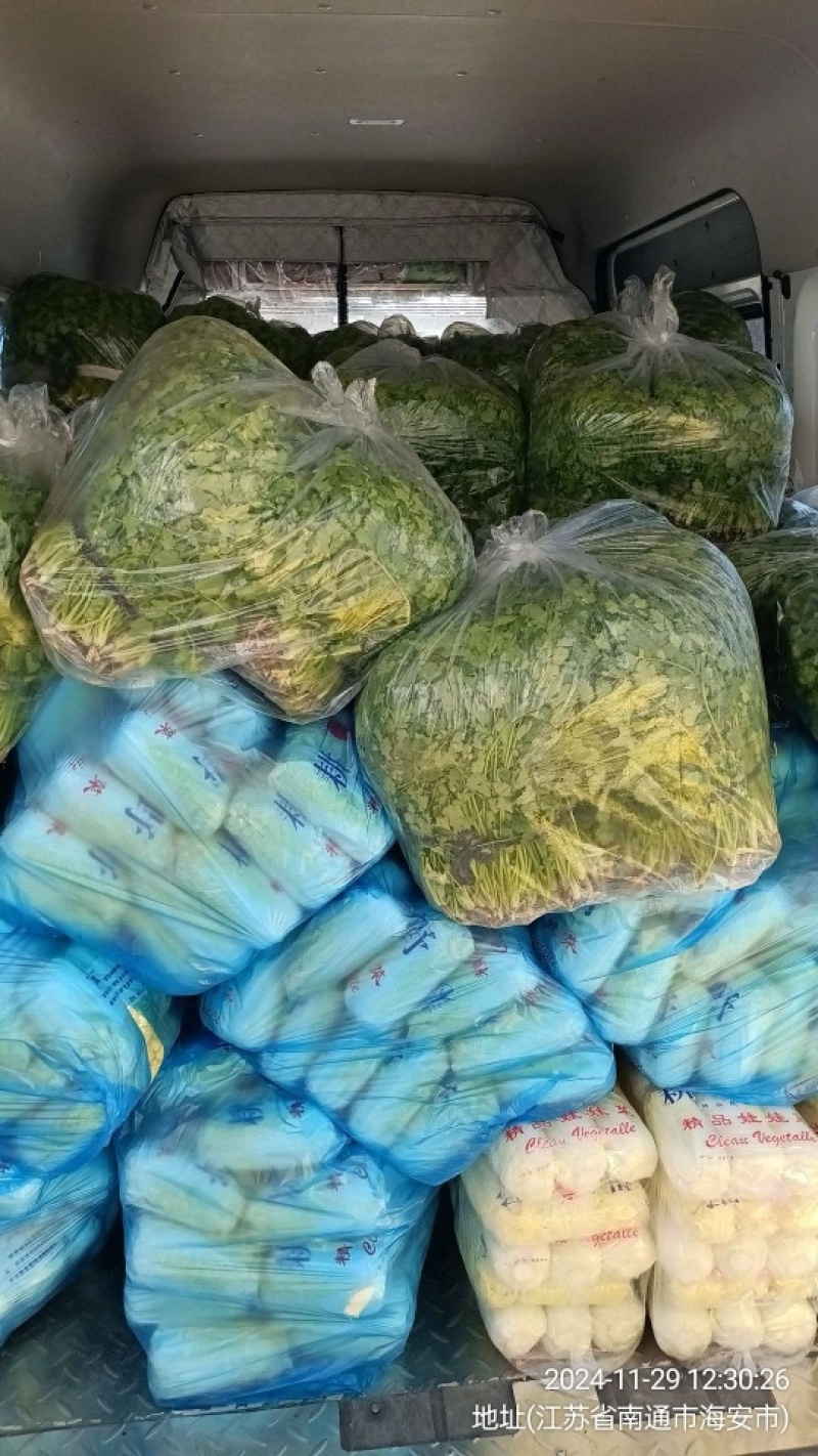 大叶香菜，品质保证，现摘现发，大量有货，欢迎选购