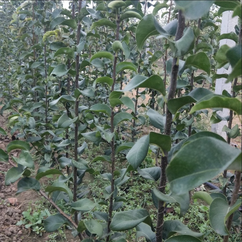 秋月梨树苗苗圃两年苗三年苗质量保证