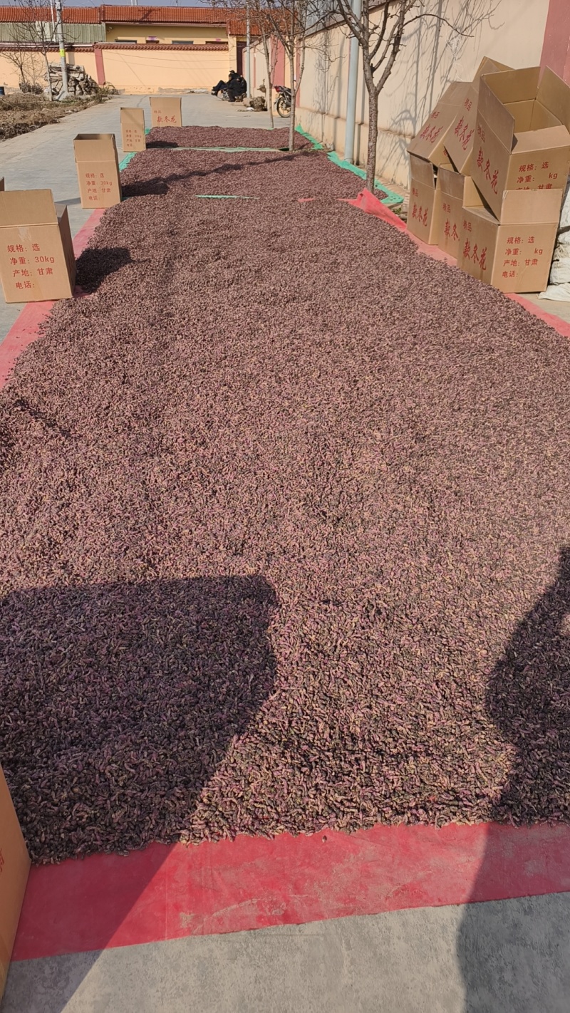 【量大优惠甘肃款冬花品质保障产地直供可视频看货对接药店药厂
