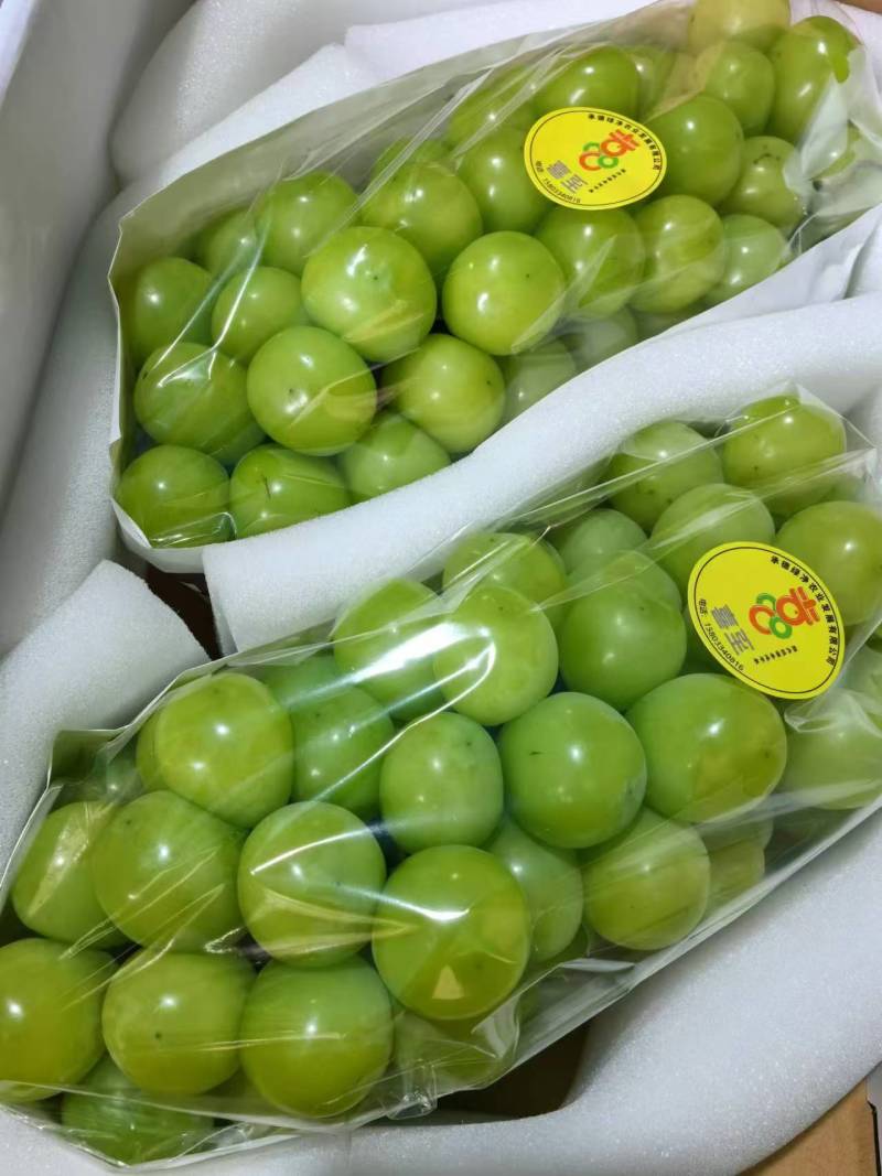 【量大优惠】河北阳光玫瑰葡萄产地直发品质保障