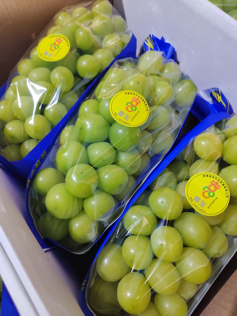 【量大优惠】河北阳光玫瑰葡萄产地直发品质保障