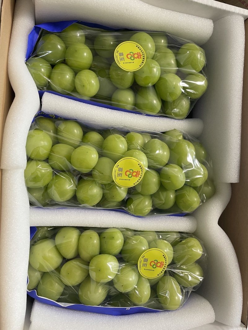 【量大优惠】河北阳光玫瑰葡萄产地直发品质保障